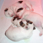 Biro yorkshire terrier pups : Olaf , Obi , Nacho en Maya