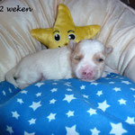 Boy 2 weken oud = Golddust yorkshire terrier