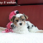 Romy 8 weken oud = Biewer yorkshire terrier