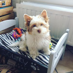 Bounty 4 maand oud = Biro Yorkshire Terrier