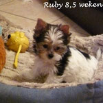 Ruby 8,5 weken oud = Biewer yorkshire terrier