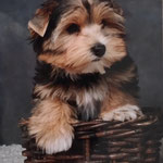 Timo 4 maand oud = Yorkshire Terrier