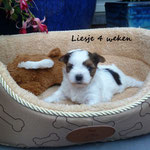 Liesje 4 weken oud = Biewer yorkshire terrier