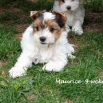 Maurice 9 weken oud = Biewer yorkshire terrier