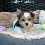 Ruby 8 weken oud zusje van Boy en Inske