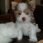 Nacho 11 weken oud en 850 gram. Hij is een mini Biro yorkshire terrier