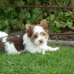 Bounty 9 weken oud = Biro Yorkshire Terrier