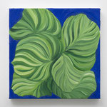 カラテアオルビフォリア：Calathea orbifolia　　2023　　oil on canvas　　27.3 x 27.3 cm