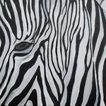 Zebra (2011) 60 x 80 cm, acrylic on canvas