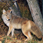 Los coyotes de Honduras son de los animales que ya no son vistos con facilidad debido a que su hábitat lo estamos destruyendo.