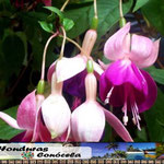 Fucsia Honduras