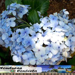 Hortensias La Tigra
