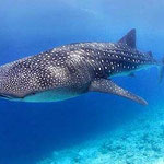 La especie mas buscada en las Islas de la Bahía es el Tiburón Ballena, este tiburón no ataca al humano, no debes tenerle miedo, se alimenta de pequeñas plantitas marinas.