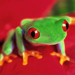 La rana de ojos rojos es una de las ranas mas famosas que habitan en Honduras, muchos investigadores nacionales y extranjeros la buscan para escribir sobre sus hábitos