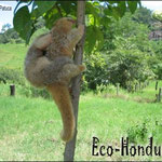 Los micos de noche habitan los bosques de Honduras, en la zona central lo podemos encontrar en el Parque Nacional La Tigra.