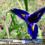 Lirio Azul Intenso
