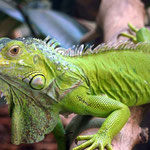 Las iguanas son de los reptiles mas bonitos que habitan en Honduras.
