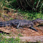 Este es un caimán, se encuentran en los ríos de Honduras aunque no se ven con facilidad, se puede ver en el Parque Nacional Patuca, mosquitia y el Refugio de Vida Silvestre de Cuero y Salado.