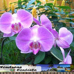 Orquidea Mariposa