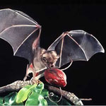 En Honduras estan registradas 98 especies de murciélagos, entre los mas llamativos podemos mencionar al murciélago viejito, murciélago pescador, vampiros, murciélagos blancos y el segundo murciélago mas grande de america llamado Phyllostomus hastatus.