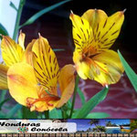 Tigrillos Amarillos