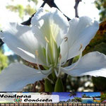 Orquidea de Pobre