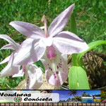Orquidea Hondureña