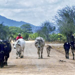 Olancho