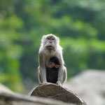 Langschwanz Makak mit Baby im Dchungel von Bukit Lawang 