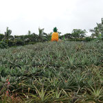 Ananas Park / Pineapple farm