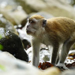 Langschwanz Makak im Dchungel von Bukit Lawang 