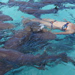 Schwimmen mit Ammenhaie / Swimming with the nurse sharks, Exuma