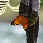 Schmetterling im Dchungel von Bukit Lawang 