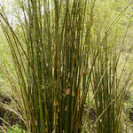 Bamboo tree