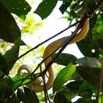 Baumschlange im Dchungel von Bukit Lawang 