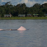 Amazonas Delfin (Pink)