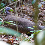 Waldpfau im Dchungel von Bukit Lawang 