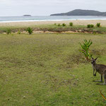 Pebbly Beach in Murramarang National Park 