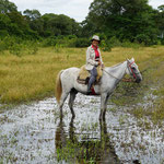 Reitstunden im Sumpfgebiet / Horseback riding at the swamp
