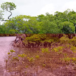 Mangrovenwald, Daintree National Park