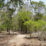 Wanderweg auf der Insel Komodo / Hiking trail at the Komodo island