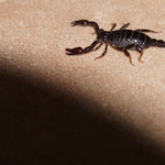 Mini Skorpion in der Küche