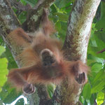 Orang Utan Baby im Dchungel von Bukit Lawang 