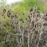 Flughunde bei 17 Islands National Park, Flores