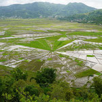 Lingko rice fields