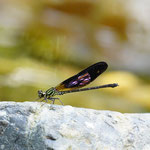 Libelle im Dchungel von Bukit Lawang 