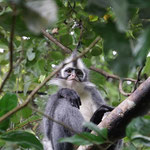 Thomas Leafe monkey (only here in the northern part of Sumatra)
