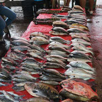 Fische aus dem Amazonas, Markt in Belen