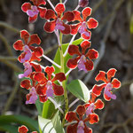 Wildorchideen