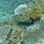 Bunte Korallen